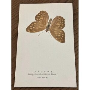 Antiq REAL Butterfly Neope Goschkevitchii Nawa Entomological Japan 1910 Postcard